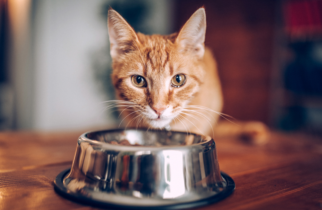 Cat Overeating - Understanding and Effective Prevention - Cuddly ...